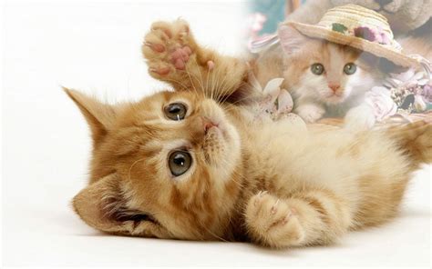 Paling Bagus 26 Gambar Wallpaper Kucing Comel Rona Wallpaper