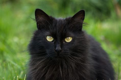 Pin By Sequl Squid On Entertainment Cats Black Cat Breeds Munchkin Cat