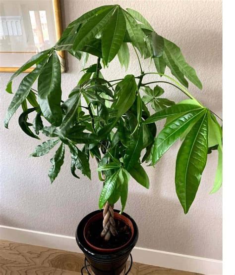 Money Tree Curled Leaves What To Do A Friendly Gardener