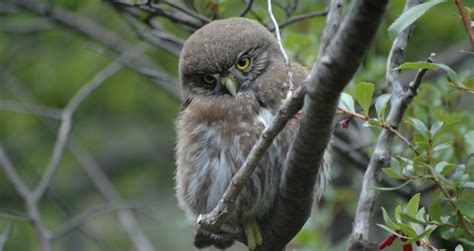 Patagonia Wildlife Tours & Safaris | Andean Trails