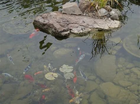 This Is How Long Koi Fish And Goldfish Can Live In A Pond