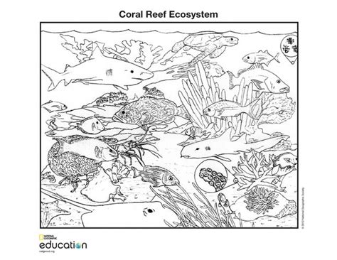 Coral Reef Ecosystem National Geographic Society