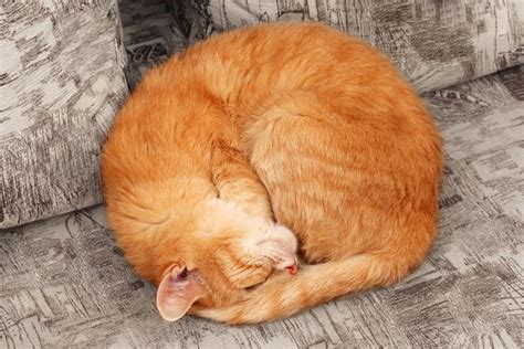 278 BEST Cat Curled In A Ball IMAGES, STOCK PHOTOS & VECTORS | Adobe Stock