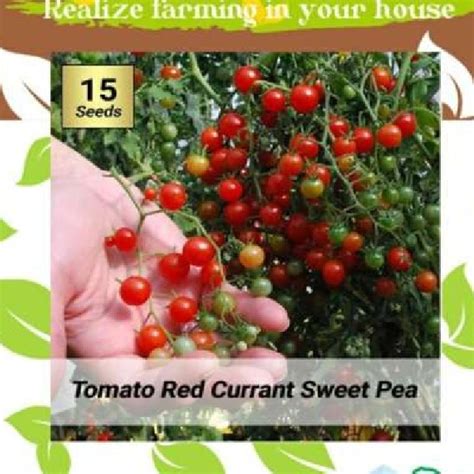 Jual DF Benih TOMATO RED CURRANT 15 Butir Tomat Mini Merah Daily Farm