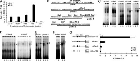 Figure 1 From Astrocyte Elevated Gene 1 AEG 1 Is A Target Gene Of