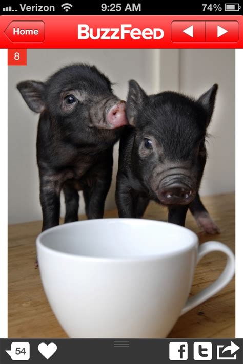 Teacup pigs | Teacup pigs, Teacup piggies, Animals