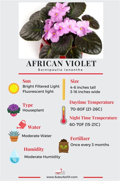 9 Tips on How to Care for Your African Violet (Infographic) in 2024 ...