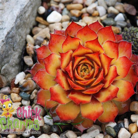 Hen & Chicks For Sale | Plant Addicts