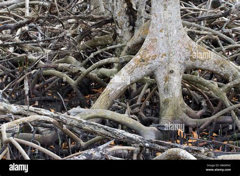 Red Mangrove Rhizophora Mangle Aerial Roots And Propagules National