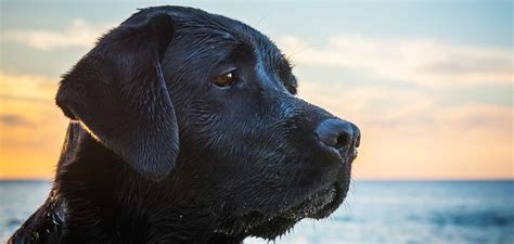 Dog Grief - Do Dogs Mourn For Lost Owners Or Other Pets?