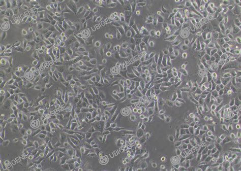 Hk Cell Line Ubigene