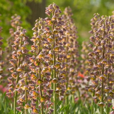 Fritillaria Persica Magic Bells