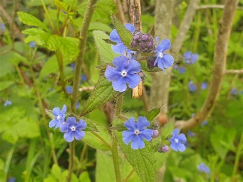 Green Alkanet