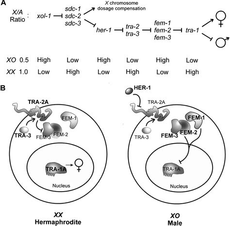 Direct Proteinprotein Interaction Between The Intracellular Domain Of