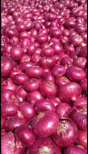 Maharashtra Kg Red Onion Nashik A Grade Onion Size Mm At Rs