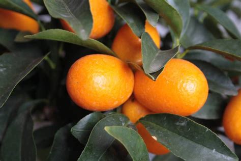 Fruitbomen En Bessenstruiken Bemesten Fruitbomen Net