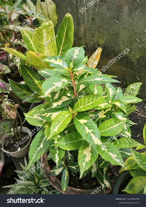 Purple Leaves Known Wungu Leaves Medicinal Stock Photo 2152994299