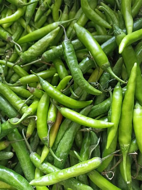 A Grade Fresh Green Chilli Pan India Packaging Size 50 Kg At Rs 45