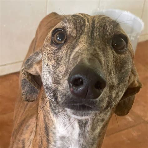 Galgo Remo Hat Endlich Ein Zuhause Gefunden Salva Hundehilfe E V