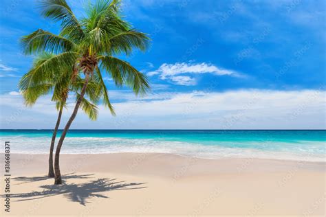 Sunny White Sand Beach With Coconut Palm And Turquoise Sea Summer