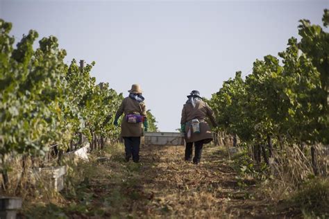 Private Luxury Wine Food Tour In Alentejo