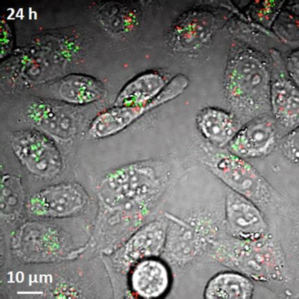 Nanotechnology Now Press Release Label Free Imaging Tool Tracks