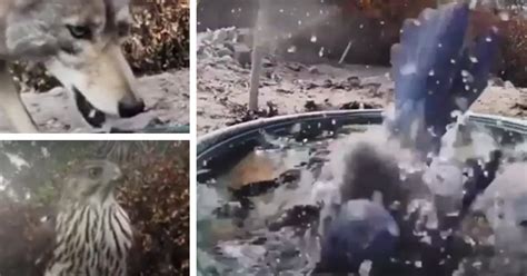 Wild Water Fountain Gets Every, Single, Animal | eBaum's World