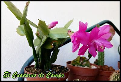 El Cuaderno De Campo Cactus Y Suculentas Que Han Dado Flor En Enero De