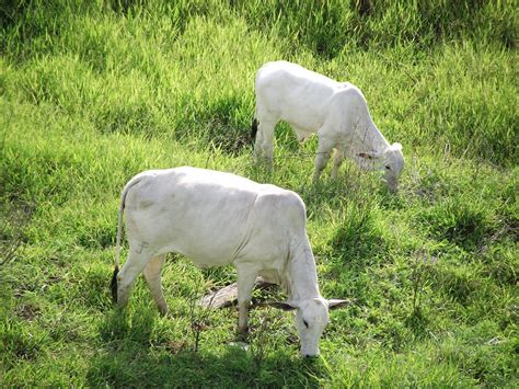 A Baixa Procura Por Carne Bovina - A Baixa Procura Por Carne Bovina - RETOEDU