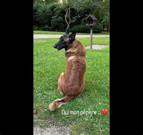 Photo Loubo Le Chien D Alain Delon Sur Le Compte Instagram D