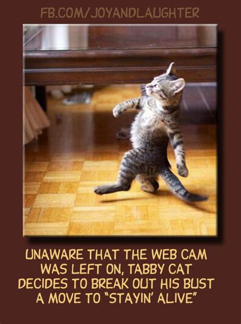 Funny Tabby Cat Pictures Toonish Funny Picture Tabby Cat Dancing