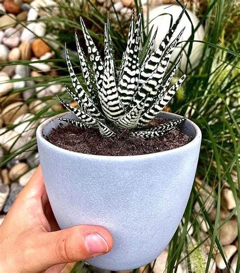 Haworthia Attenuata o Suculenta Cebra Guía de Cuidados