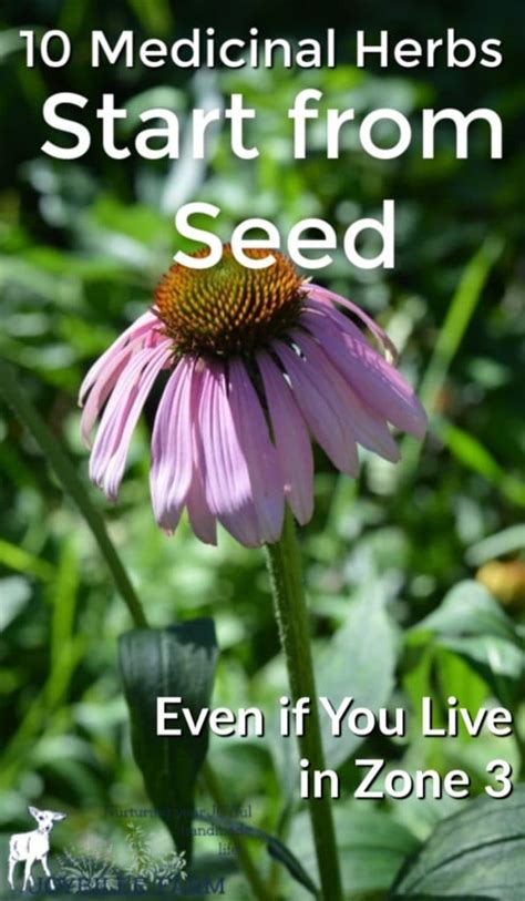 Medicinal Herbs To Grow From Seed Joybilee Farm Diy Herbs