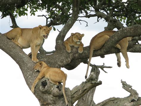 Lake Manyara National Park