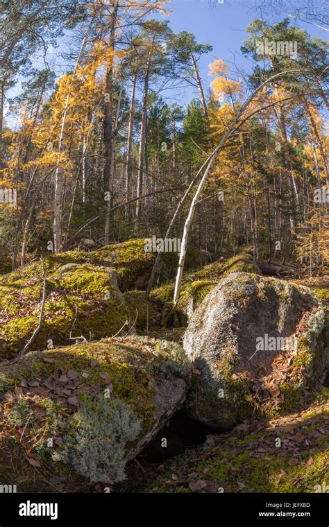 Wilderness Landscape Forest With Pine Trees And Moss On Rocks Stock