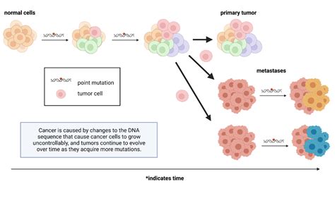 Understanding Tumor Cell Evolution To Target Metastasis Oncobites