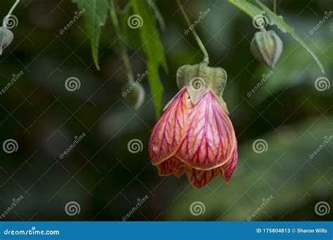 Abutilon Pictum Royalty Free Stock Photography Cartoondealer