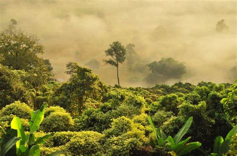 In The Redd Amazon Forest Degradation Bezero Carbon