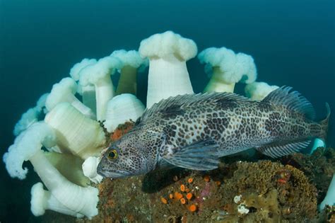 Cold Water Images, Photography by Kawika Chetron - Lingcod, Ophiodon ...