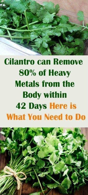 Cilantro Can Remove Of Heavy Metals From The Body Within Days