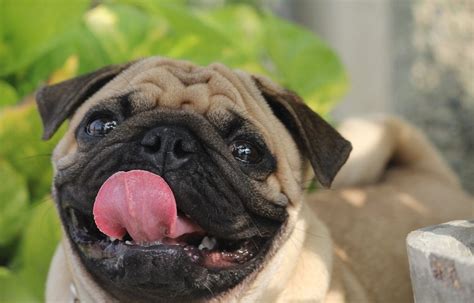 Pug Dog Breed Info And His Personality Traits