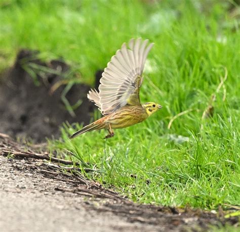 Yellowhammer Moss Lane Paul Billington Flickr