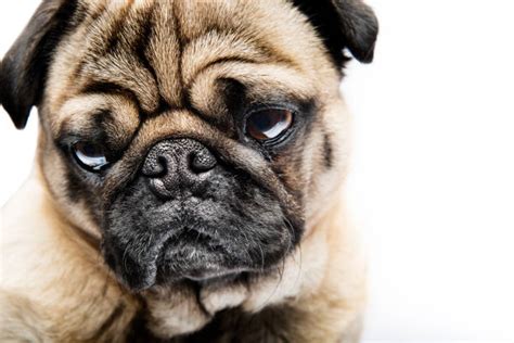 Funny Looking Pugs Stock Photos Pictures And Royalty Free Images Istock