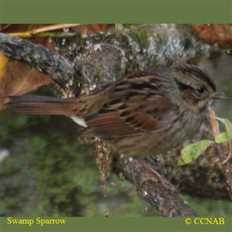 Swamp Sparrow (Melospiza geogiana) - SWSP