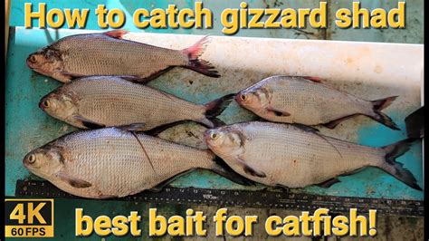 How To Catch Gizzard Shad YouTube