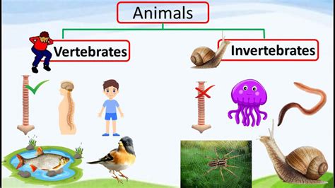 Invertebrates And Vertebrates