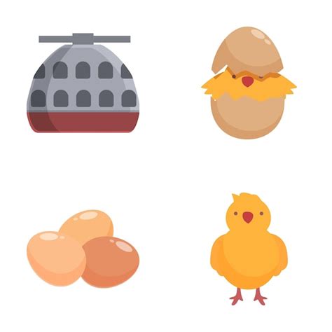 Conjunto De Ilustraciones De Las Etapas Del Ciclo De Vida Del Pollo