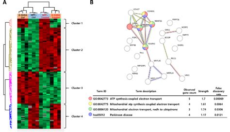 6 OHDA And MPP Reversibly Altered The Expression Of Electron Transport