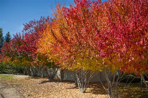 MAPLE AMUR FLAME | CreekSide Tree Nursery