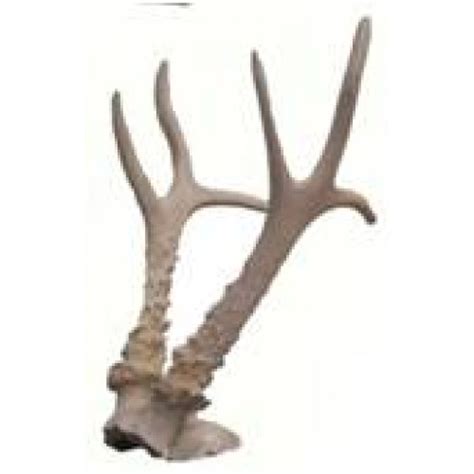 Parts Of The Roe Deer Antlers Download Scientific Diagram Atelier